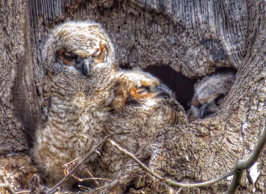 Sleepy time owlets Photograph by Rrrose Pix