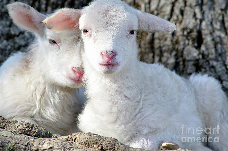 Sleepy Twin Lambs Photograph by Thomas R Fletcher