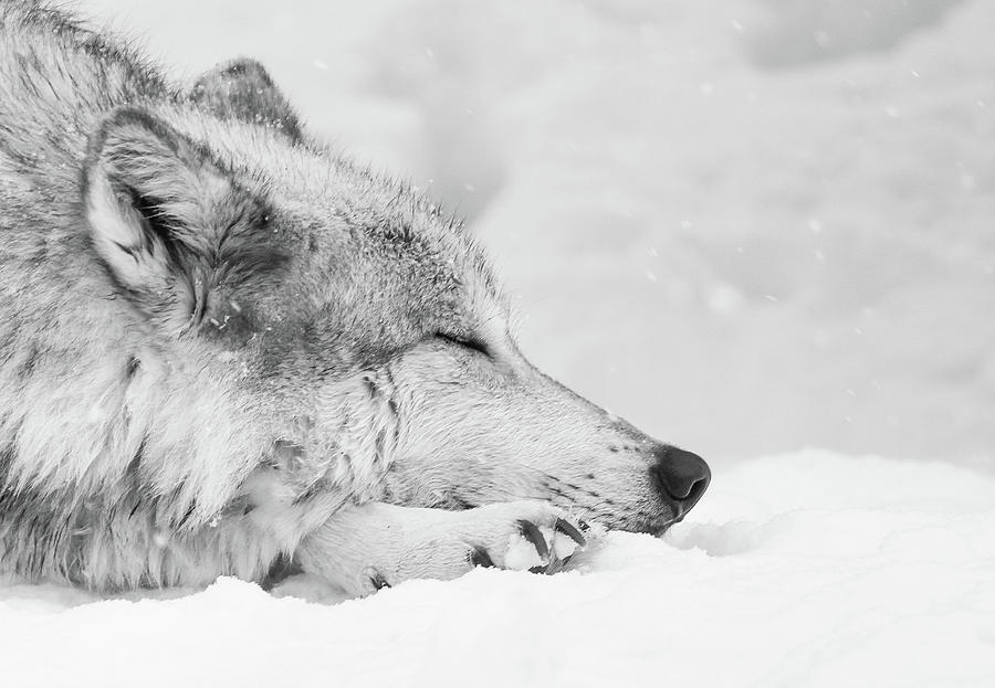 Sleepy Winter Wolf Photograph by Athena Mckinzie