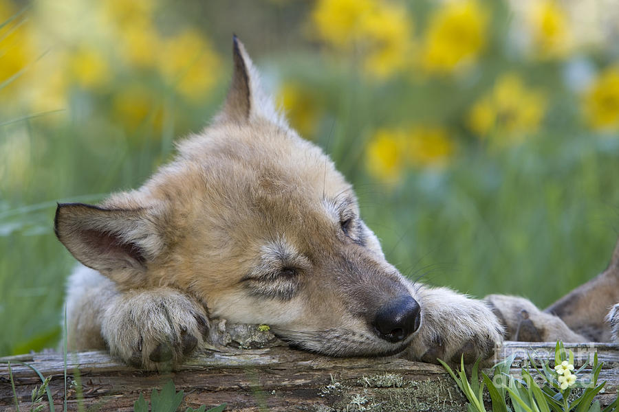 Sleepy Wolf Cub Photograph by Jean-Louis Klein & Marie-Luce Hubert