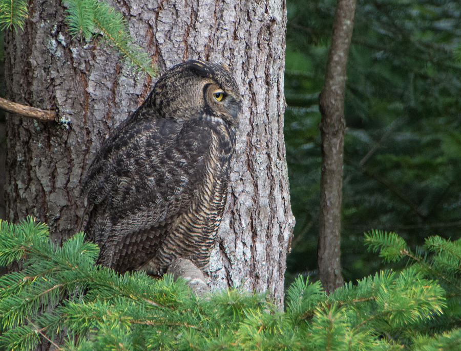 Great Horned Owl 2 Photograph by Marilyn Wilson