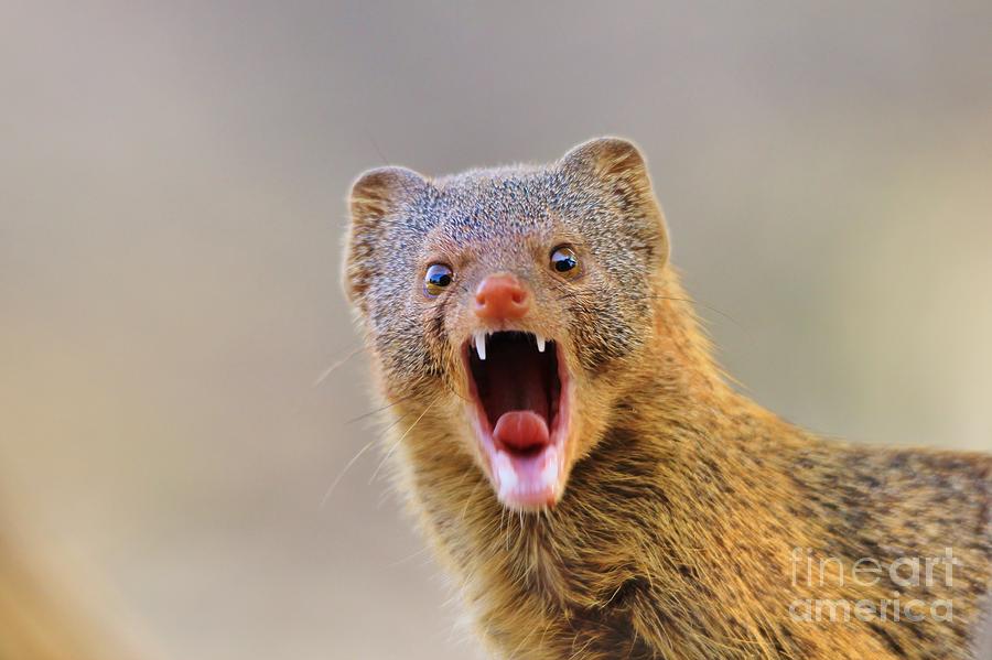 Wildlife Photograph - Slender Mongoose - Life is a Growl by Andries Alberts