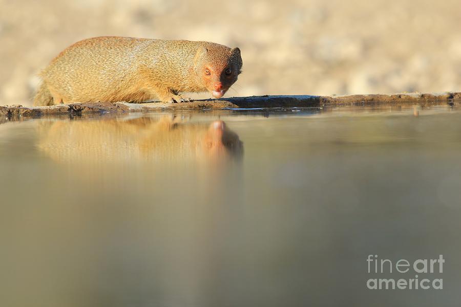 Wildlife Photograph - Slender Mongoose - Reflection of Pleasure by Andries Alberts