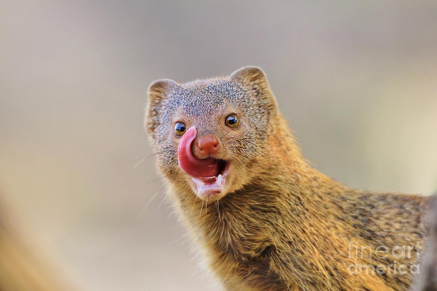Slender Mongoose - Taste Of Life Photograph