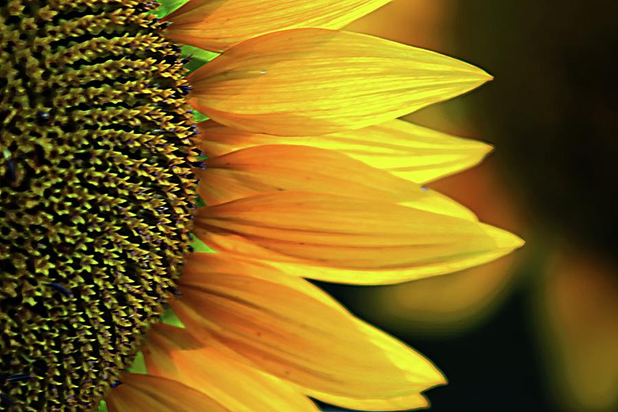 Slice of a Sunflower Photograph by Karen McKenzie McAdoo