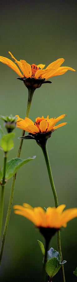 Prairie Photograph - Slice of Prairie Flowers - Panel by Mark Braun Prairie Photograph - Slice of Prairie Flowers - Panel by Mark Braun