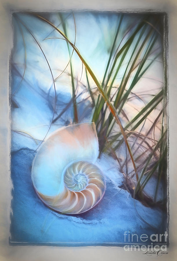 Sliced Nautilus in Dunes Digital Art by Linda Olsen