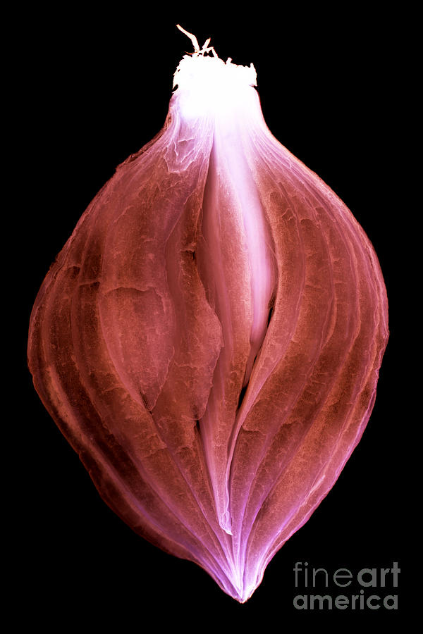 Sliced onion Photograph by Clayton Bastiani