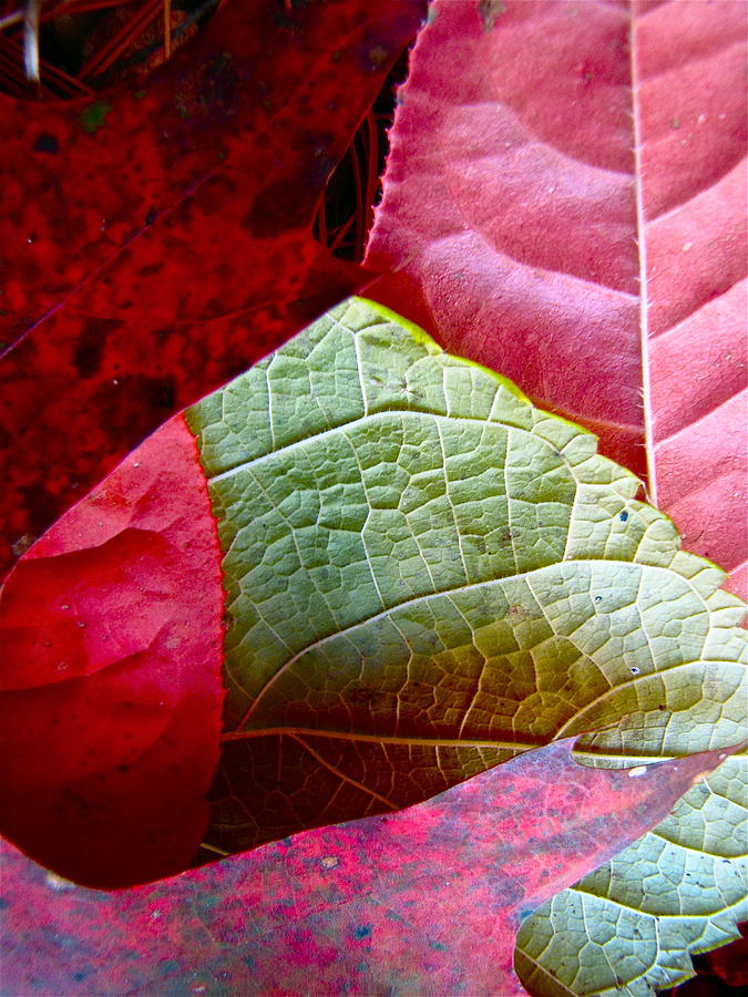 Slices of Fall Photograph by Lori Miller