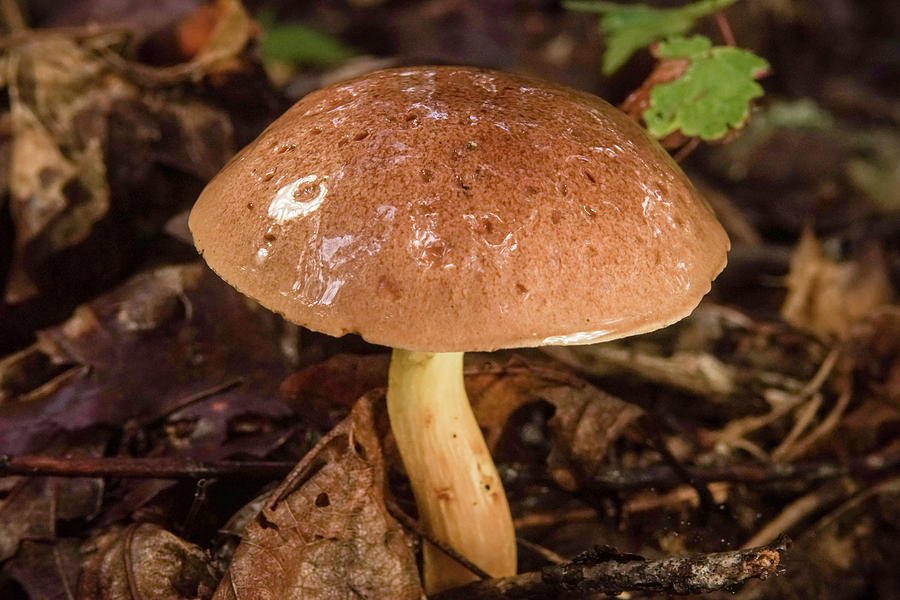 Slick Glistening Mushroom Polyporaceae Photograph by Douglas Barnett