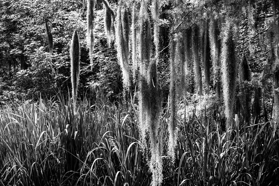 Slidell Spanish Moss Photograph by Glenn DiPaola