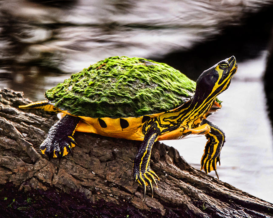 Slider Turtle Photograph by Joe Granita
