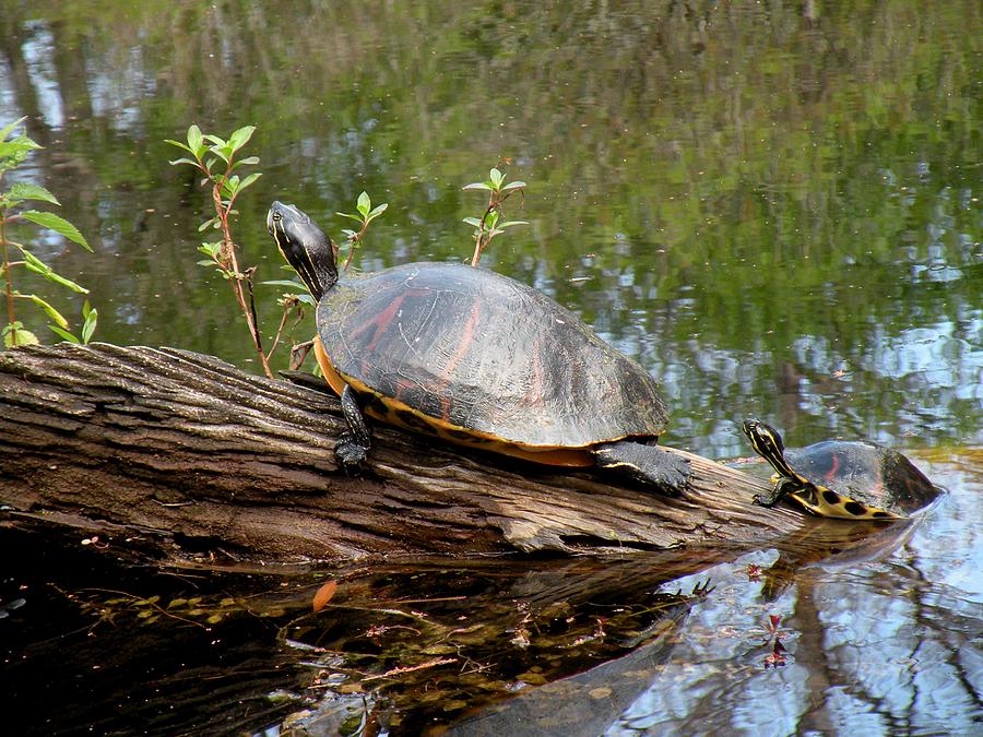 Slider Turtle with Baby Photograph by Rosalie Scanlon