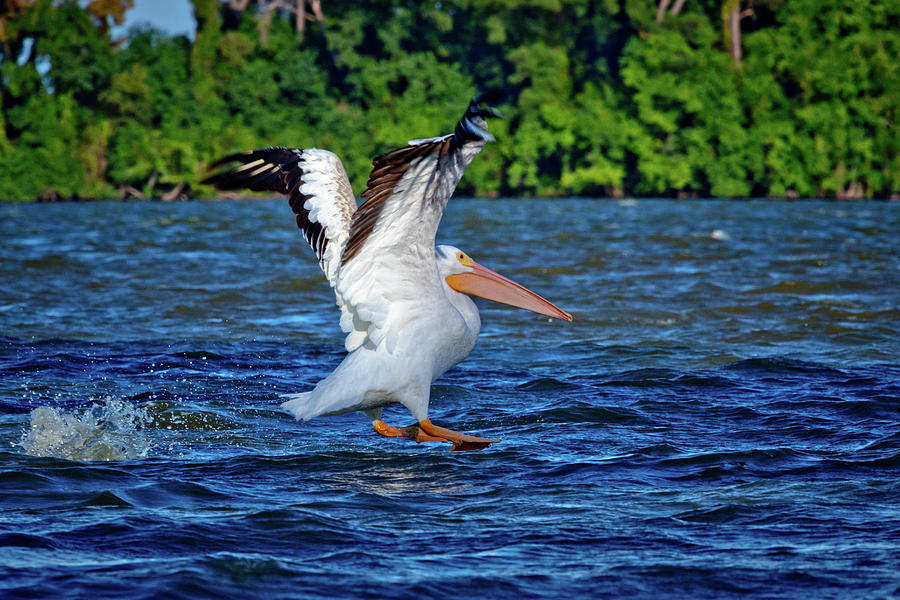 Feather Photograph - Sliding in For a Landing by Linda Unger