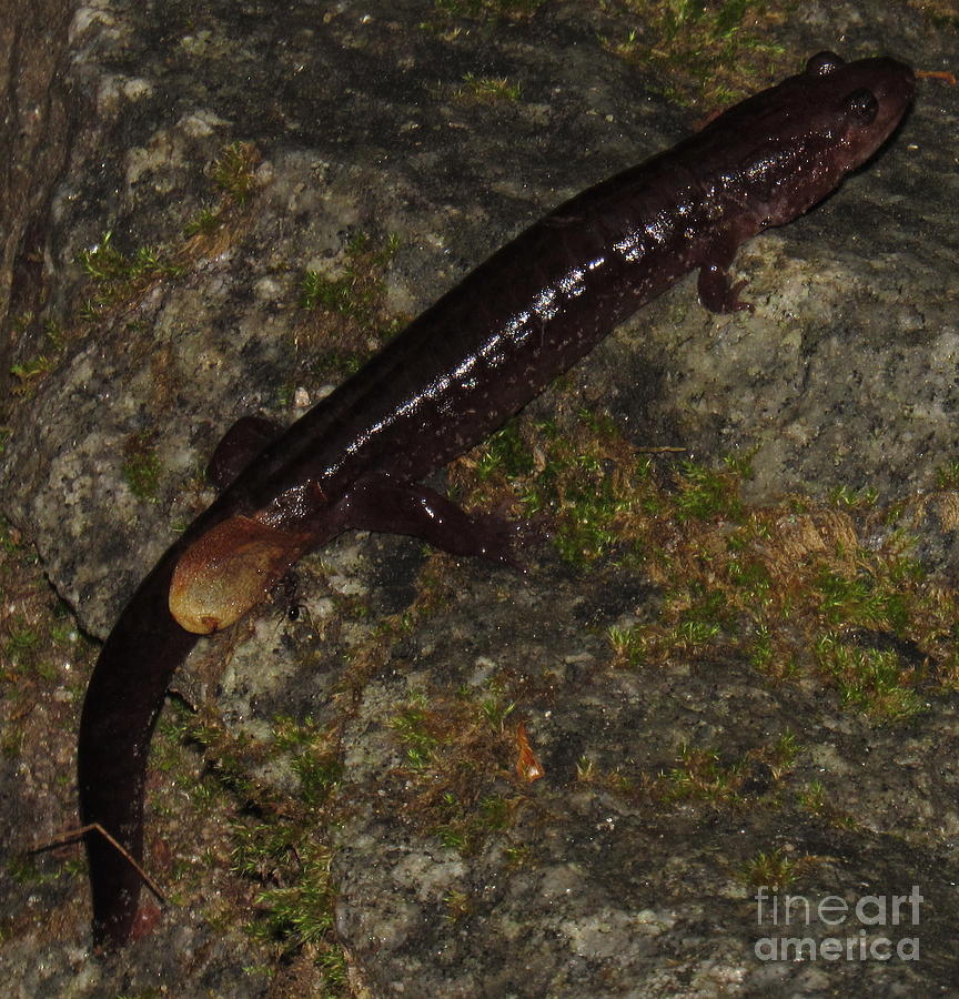 Sliding Rock Salamander Photograph by Joshua Bales
