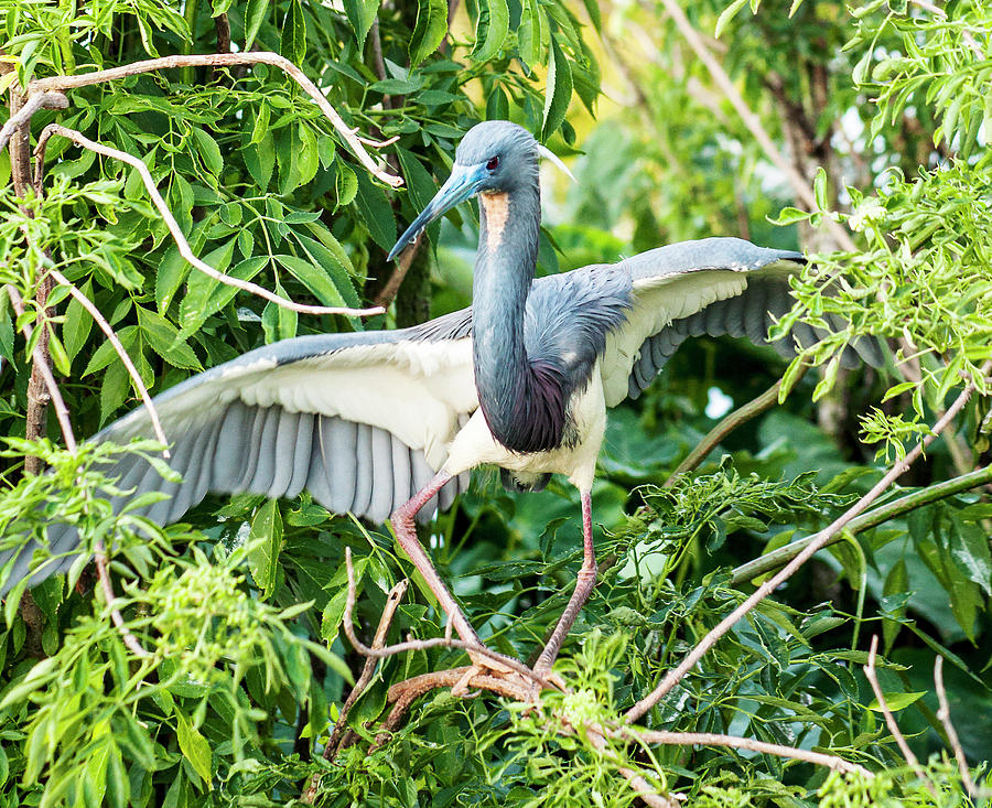 Tricolored Heron Photograph - Slight Stumble by Norman Johnson Tricolored Heron Photograph - Slight Stumble by Norman Johnson