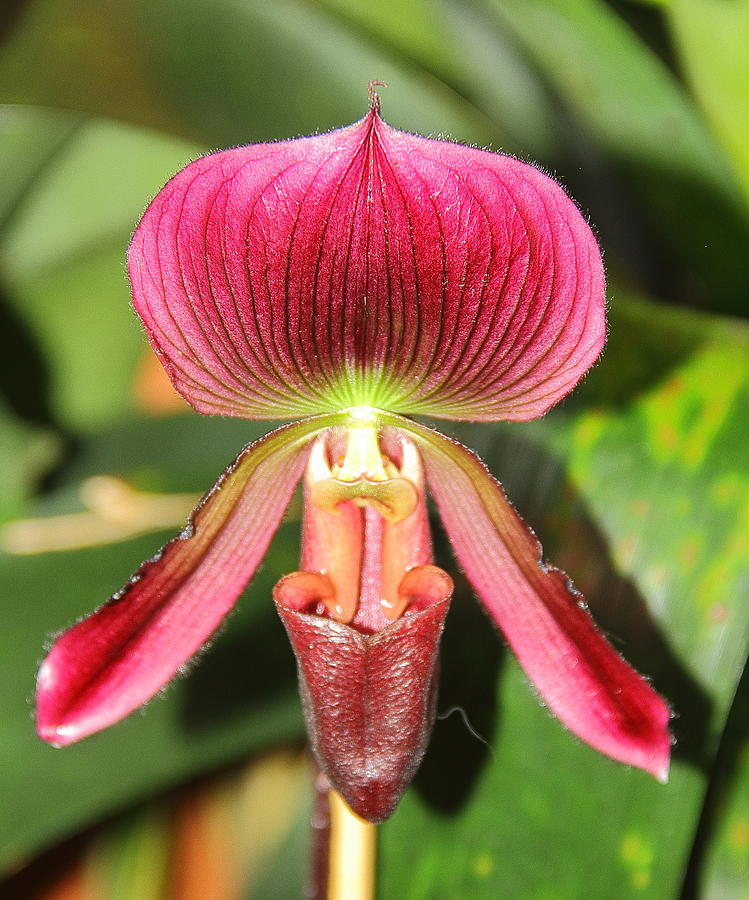 Slipper Orchid 2 Photograph by Allen Nice-Webb