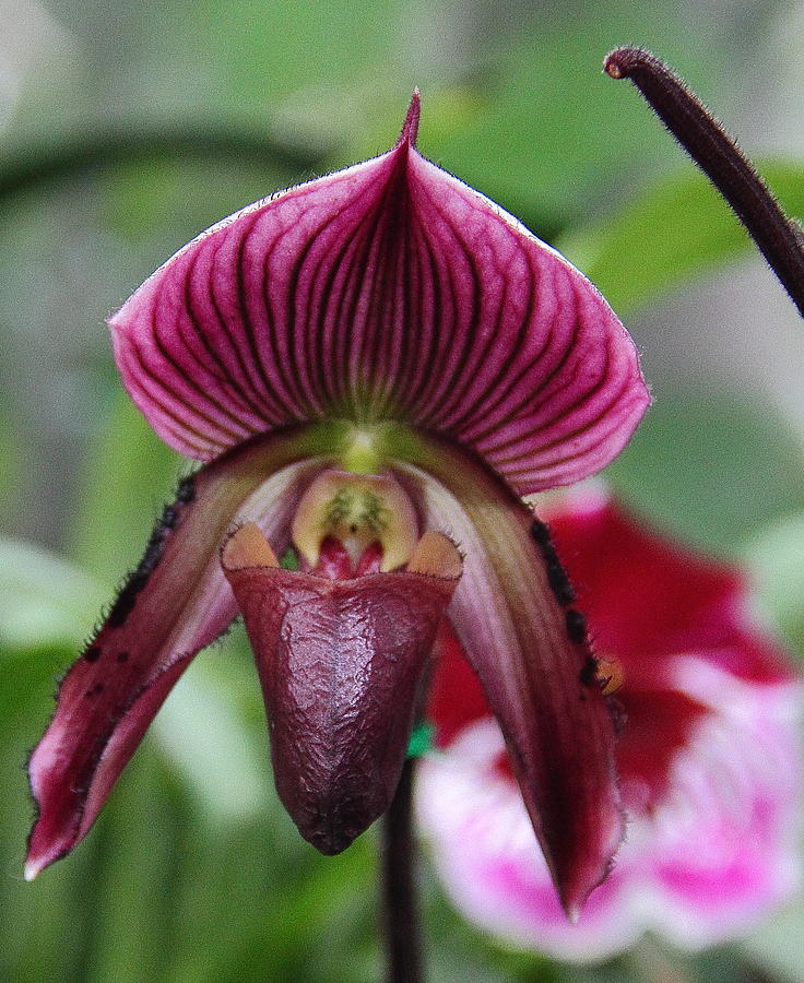 Slipper Orchid Photograph by Allen Nice-Webb