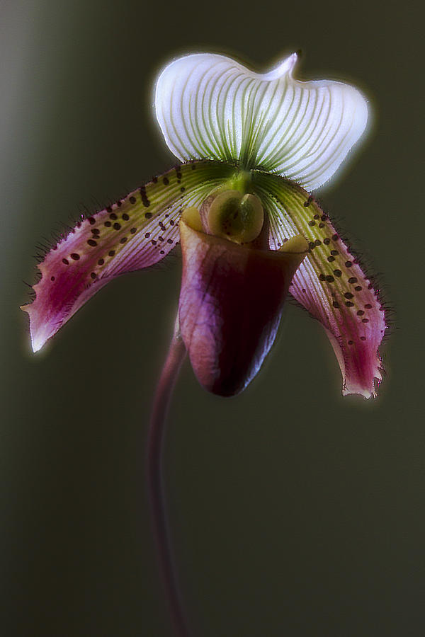 Slipper Orchid at the Window Photograph by Jade Moon
