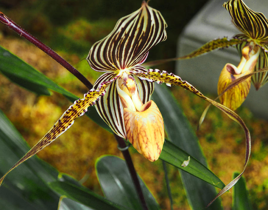 Slipper Orchid Photograph by C H Apperson