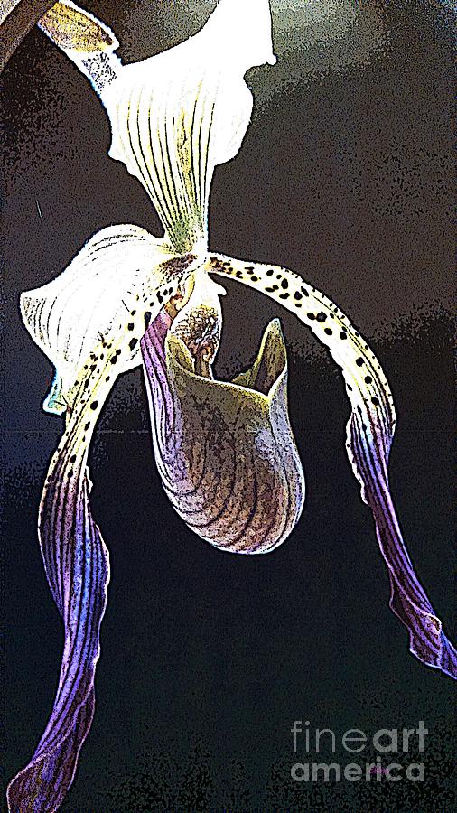 Slipper Orchid Photograph by Cindy Manero