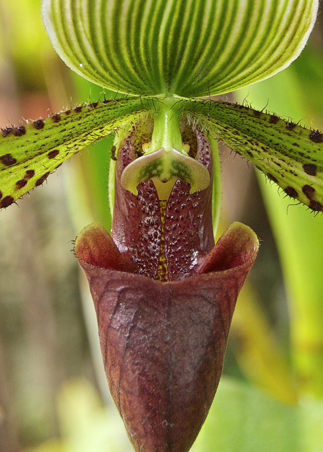 Slipper Orchid Photograph by Michael Peychich