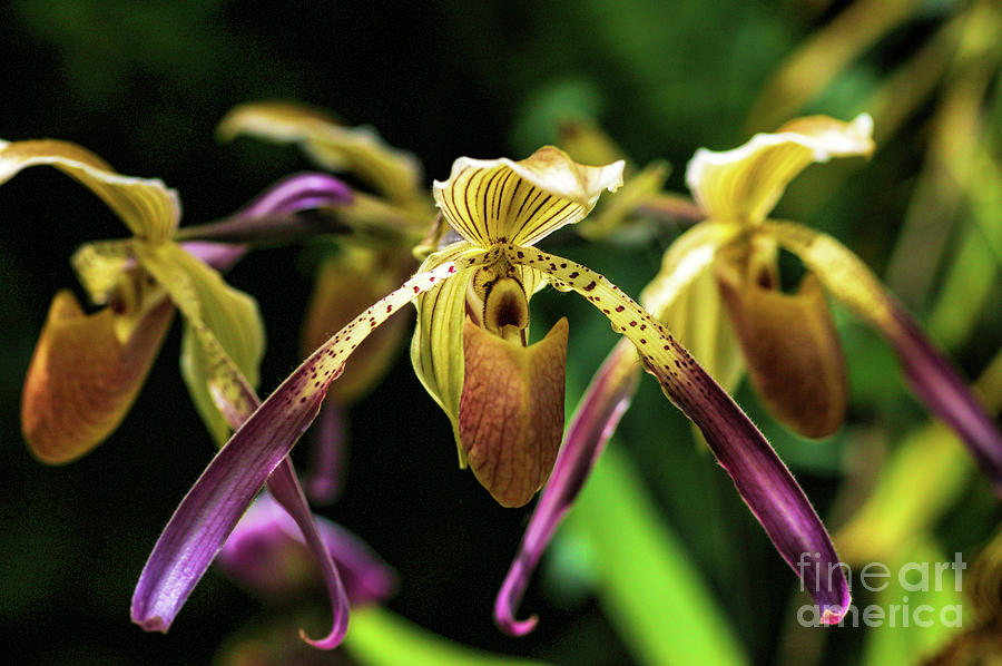 Slipper Orchids, Cypripedioideae, 2 Photograph by Felix Lai