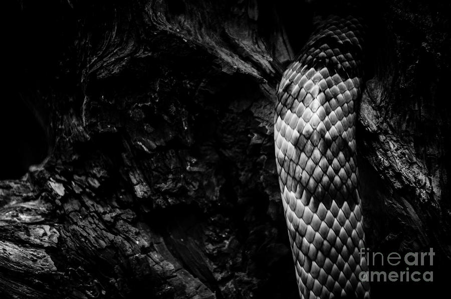 Slither Photograph by Jonas Luis