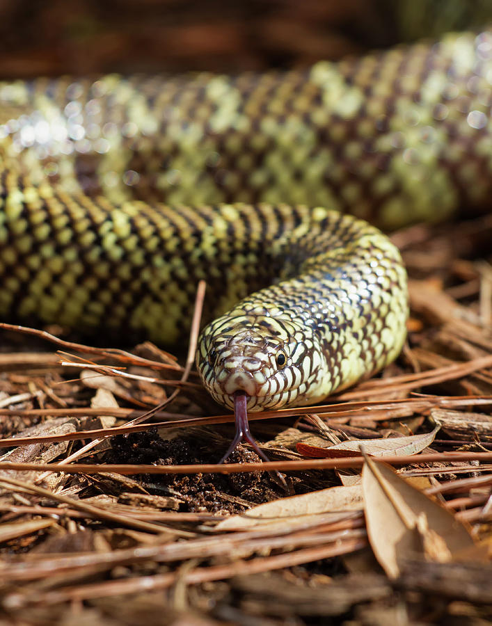 Slither Snake Photograph by Arthur Dodd - Fine Art America
