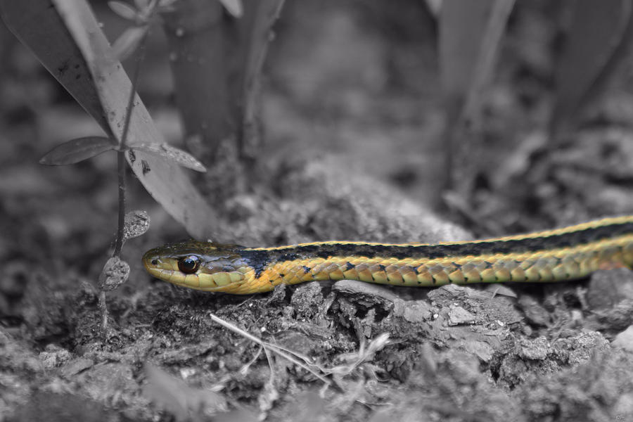 Snake Photograph - Slithering by Karol Livote