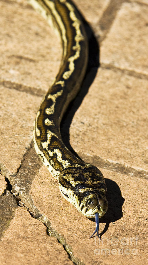 Snake Photograph - Slithering Snake by Jorgo Photography