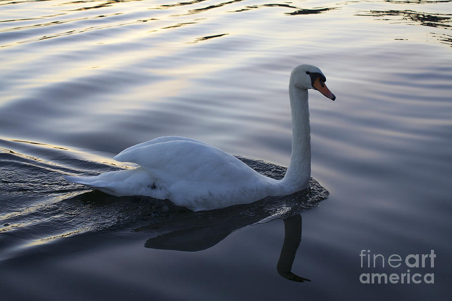 Swan Photograph - Sliting the Dream by Donato Iannuzzi