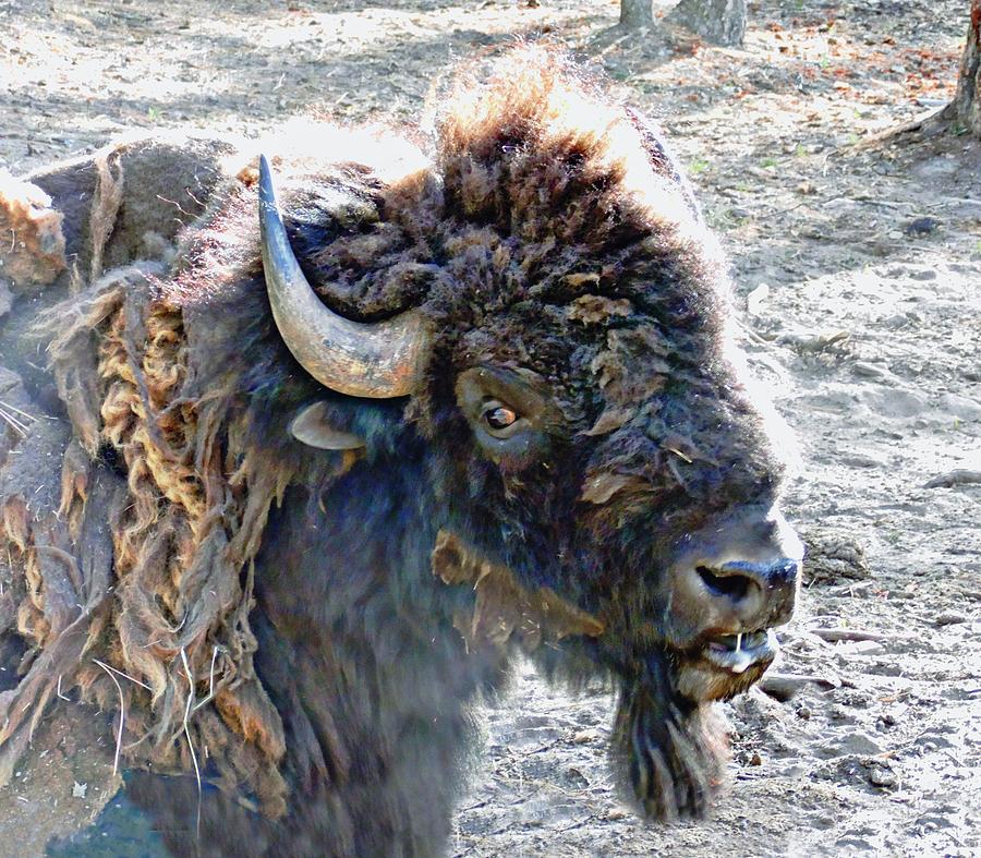Slobbering Buffalo Photograph by Joe Duket