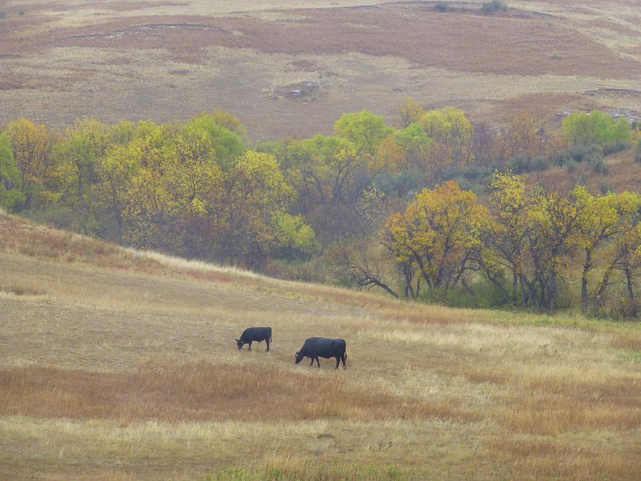 Slope County Pastorale Photograph by Cris Fulton