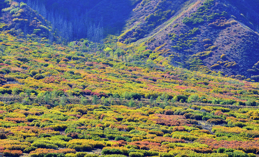 Slopes of Fall Color in Glenwood Springs Photograph by Ray Mathis