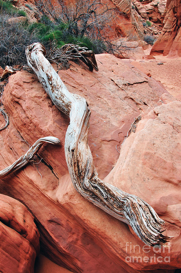 Desert Photograph - Slot Canyon Driftwood by Thomas R Fletcher