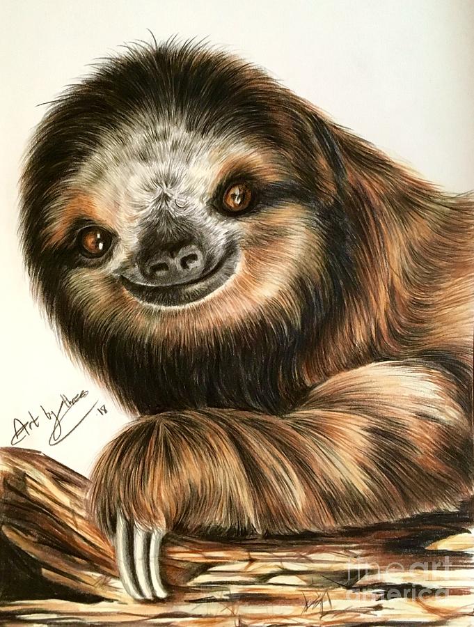 Sloth Drawing By Art By Three Sarah Rebekah Rachel White Fine Art America
