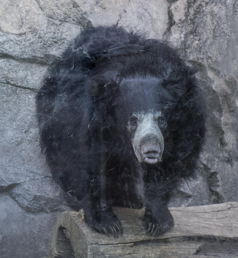 Sloth Bear Portrait Photograph by William Bitman