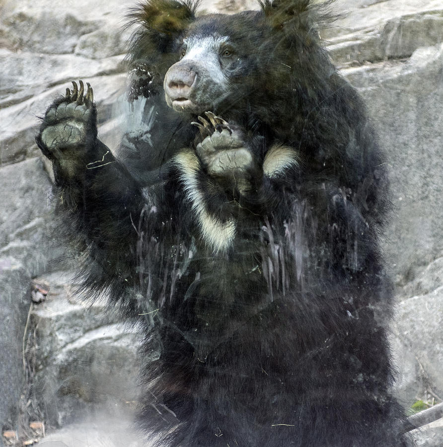 Sloth Bear STanding Against Glass Photograph by William Bitman