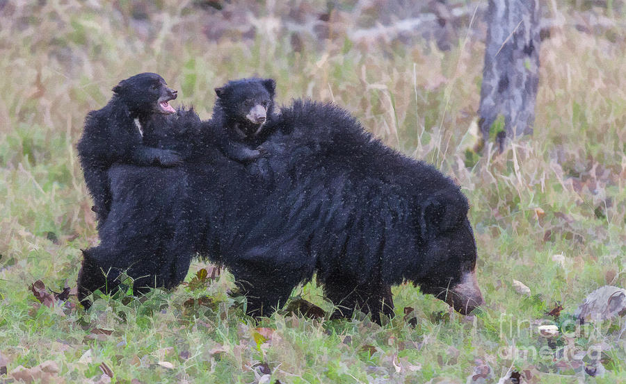 sloth-bear-with-two-cubs-liz-leyden.jpg