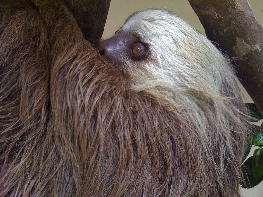 Sloth Photograph - Sloth by Dolly Sanchez