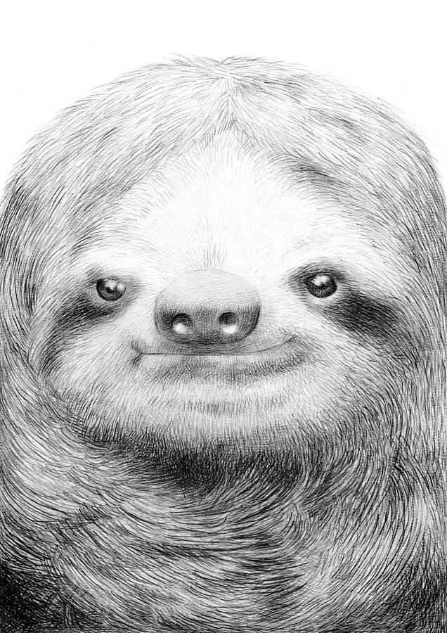 Black And White Drawing - Sloth by Eric Fan