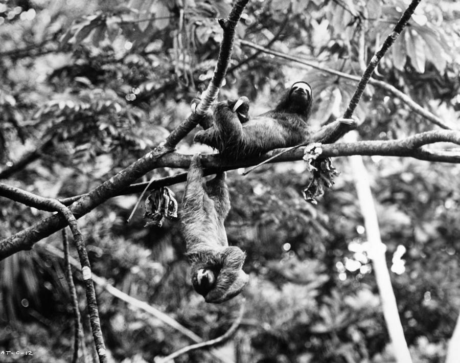 20th Century Photograph - Sloth by Granger