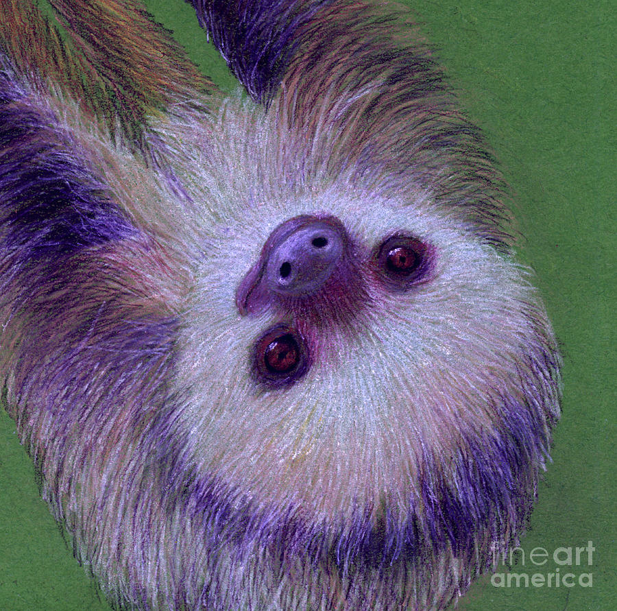 Sloth Drawing by Jackie Irwin