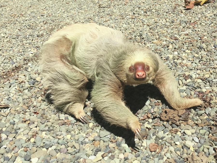 Sloth on the Ground Cropped Photograph by Jillian Amatt - Fine Art America