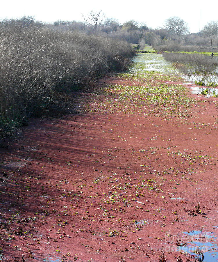 Slough of red algae Photograph by Paula Joy Welter