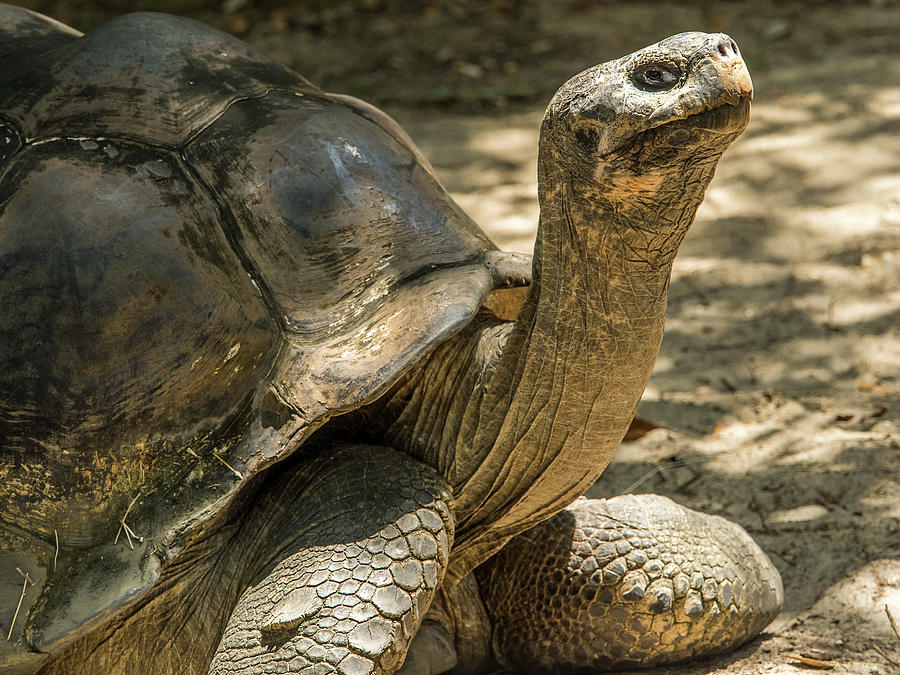 Slow And Steady Photograph by Ajit Pillai - Fine Art America