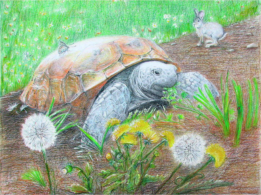 Slow and Steady Drawing by Becky Brooks - Fine Art America