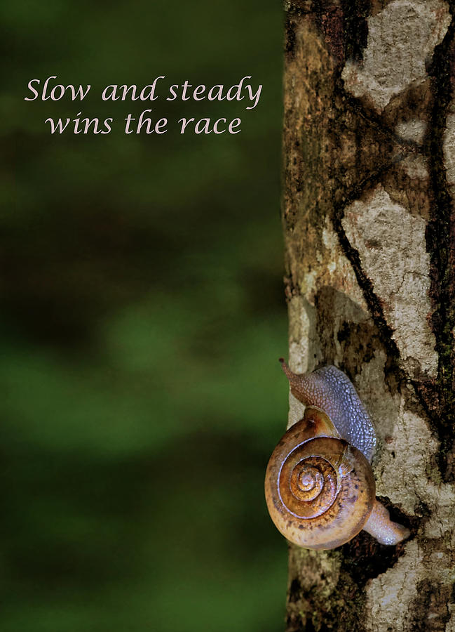 Slow and Steady - Snail Photograph by Nikolyn McDonald