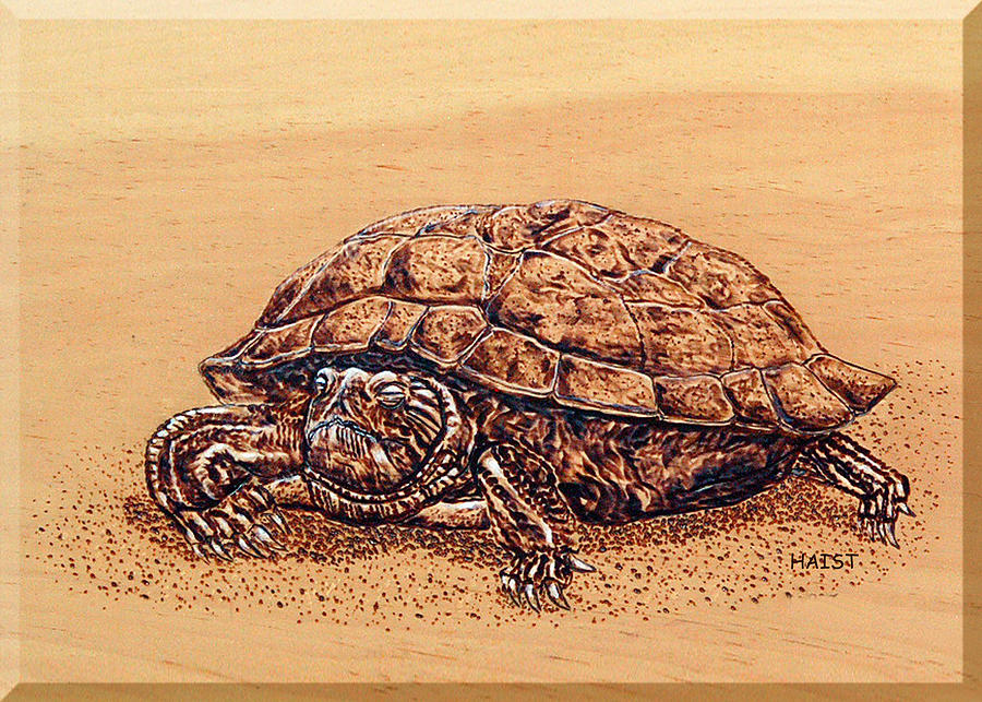 Slow but Sure Wins the Race Pyrography by Ron Haist